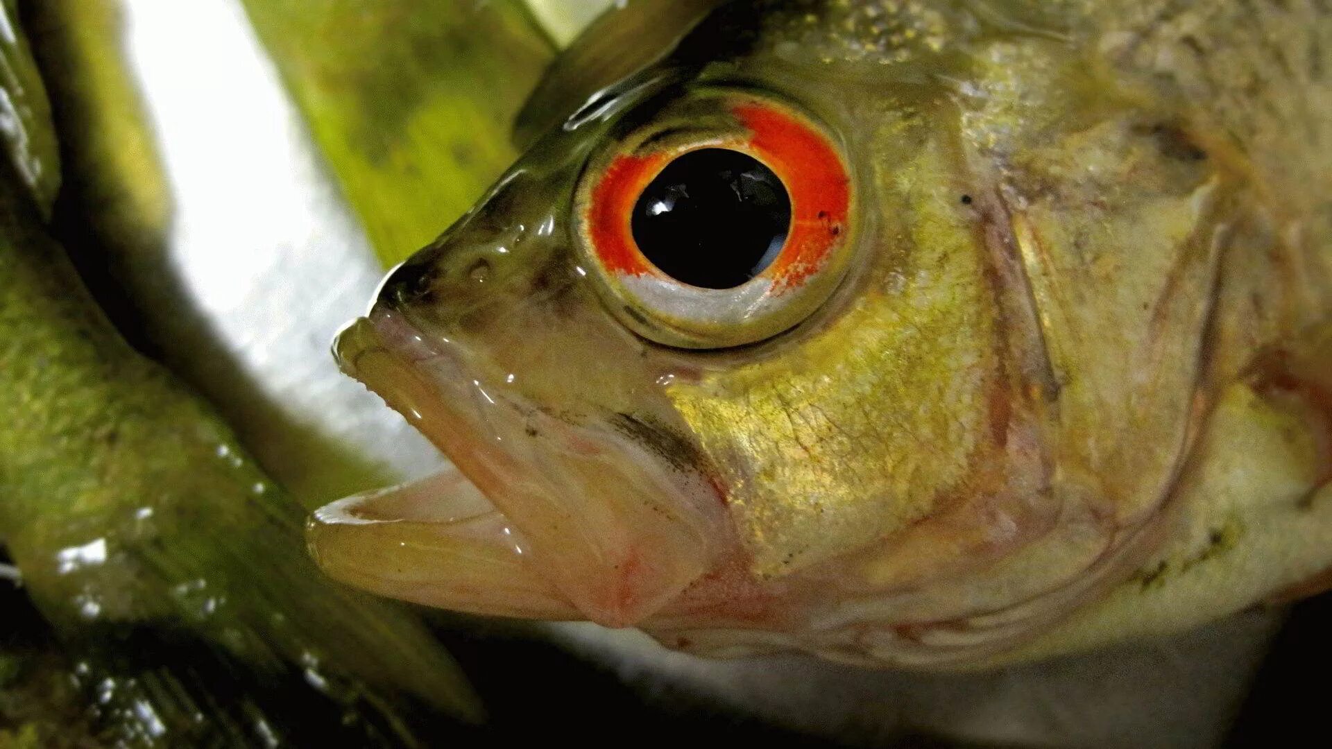 Какие глаза у рыб. Рыба. Глаз рыбы. Глаза окуня. Раба с красными глазами.