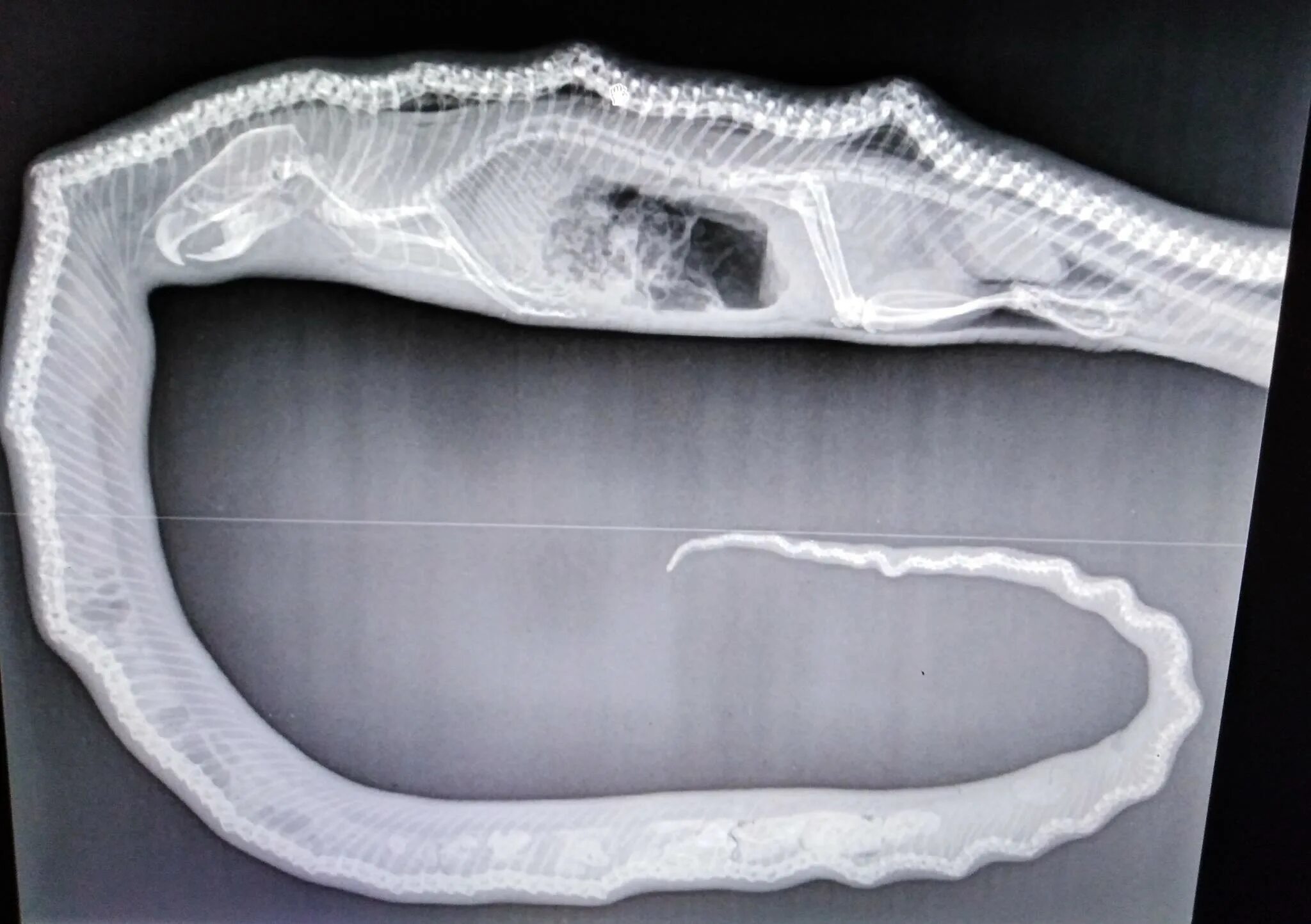 Анатомия питона. Мышцы змеи. Внутри питона. Анаконда съела дикобраза. Питон заглотил человека.