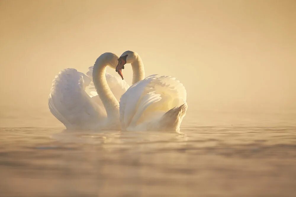 Пара лебедей. Два лебедя. Любовь и лебеди. Влюбленные лебеди. Мир на двоих слова