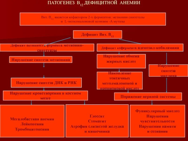 Б12 анемия патогенез. Б12 дефицитная анемия этиология патогенез. Патогенез b12 дефицитной анемии. Патогенез в12 дефицитной анемии. 3 дефицитные анемии