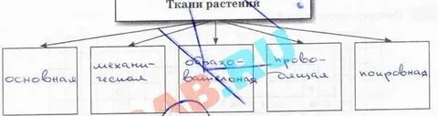 Заполните схему виды тканей растений