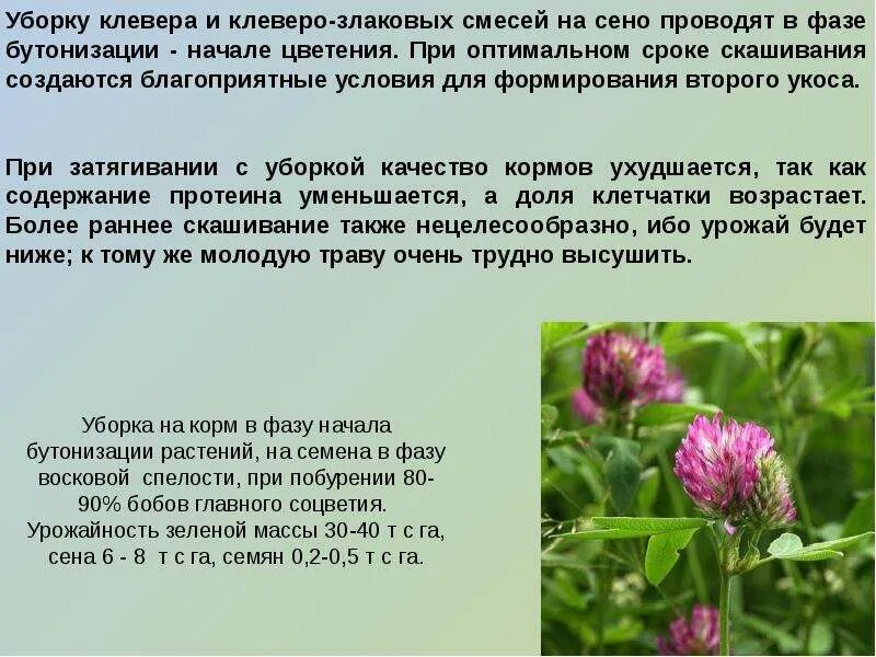 Описание6 клевера Лугового. Клевер красный Луговой Тайфун. Клевер описание растения. Клевер красный описание.