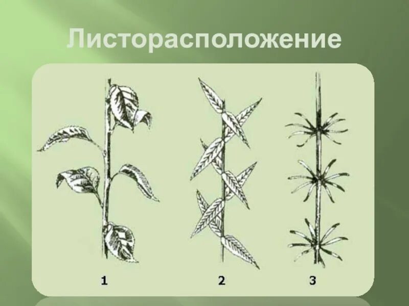 Стебель листорасположение. Листорасположение растений. мутовчатое листорасположение. листорасположение капусты белокочанной. подмаренник листорасположение.