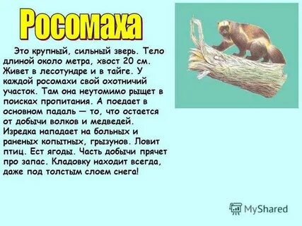 Как пишется слово росомаха