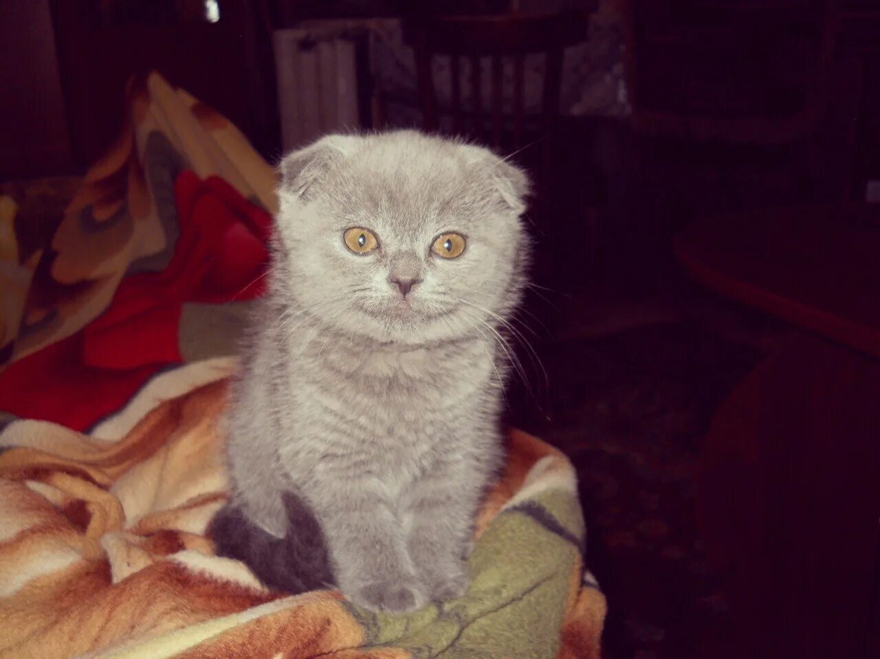 Шотландская вислоухая кошка недостатки. Шотландская вислоухая кошка. Шотландская вислоухая кошка недостатки. Первая шотландская вислоухая кошка сьюзи. Рассказ о шотландской вислоухой кошке.