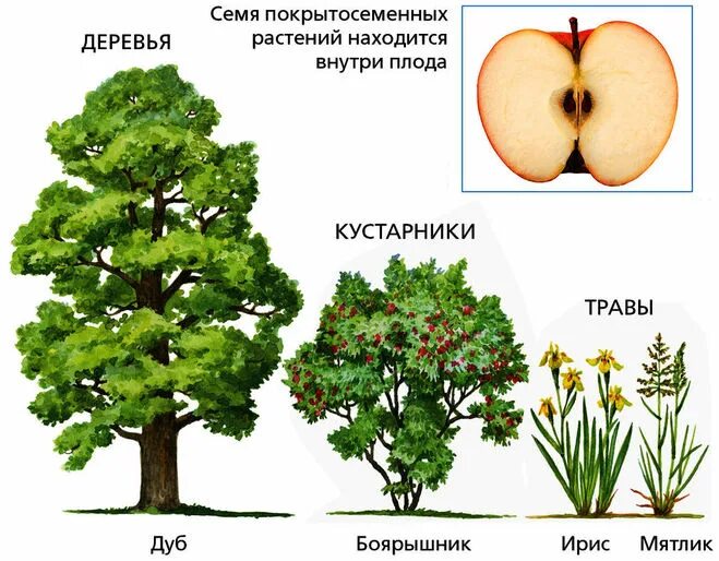 Примеры разнообразия покрытосеменных растений