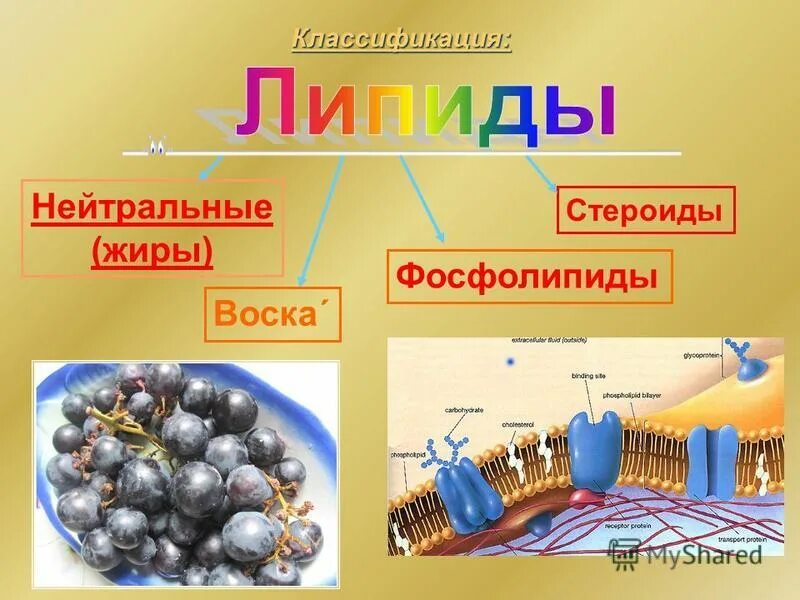 Липиды участвуют в передаче