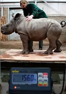 При взвешивании животных