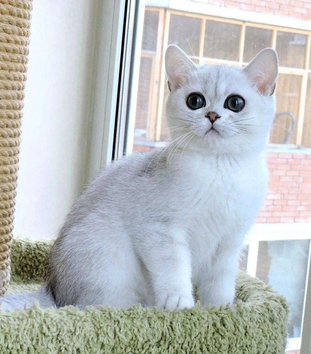 Серебристая шиншилла кошка. Кошечка шиншилла. Кошечка шиншилла. Британский кот шиншилла. Кошечка шиншилла.