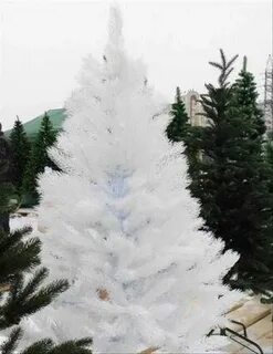 Ели бели
