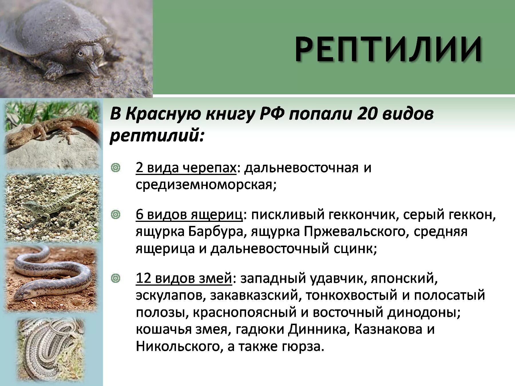 Интересный факт про пресмыкающихся. Пресмыкающиеся занесенные в красную книгу россии. пресмыкающиеся красной книги россии. интересные факты о пресмыкающихся. интересные факты о рептилиях.