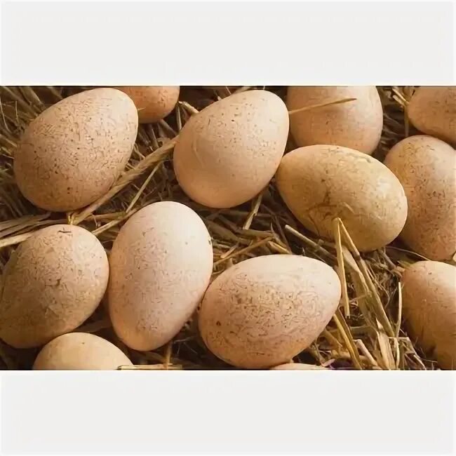 Куплю биг 6 яиц. Инкубационное яйцо Биг 6. Инкубационное яйцо индюшки. Яйцо Биг 6 для инкубации. Инкубационное яйцо индейки Биг 6.