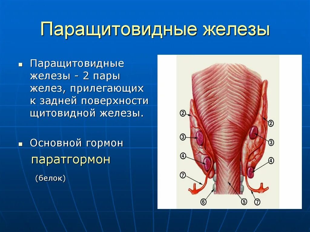 Паращитовидные (околощитовидные) железы анатомия. Поращитовидныетжеоезы. Околощитовидные железы анатомия строение. Паращитовидная железа строение.