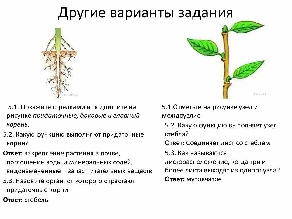 Презентация ВПР по биологии 6 класс. Агротехнические приемы биология 6 класс. ВПР биология 6. Агротехнические приемы ЕГЭ биология. Каково значение растений в природе впр биология