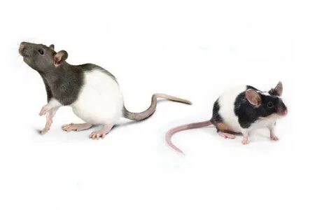 Mouse comparison