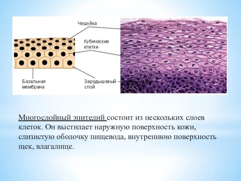 Ткань выстилающая внутренние. Ткань выстилающая внутренние. Покров тела эпителий. Однослойный кубический эпителий структура. Слизистая эпителиальная ткань.