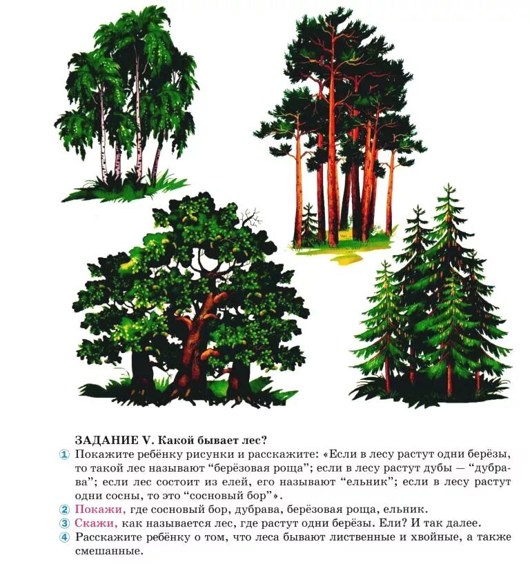 Лиственные деревья задания для дошкольников. Хвойные деревья задания для дошкольников. Хвойные и лиственные деревья задания для дошкольников. Лиственные и хвойные деревья для дошкольников.