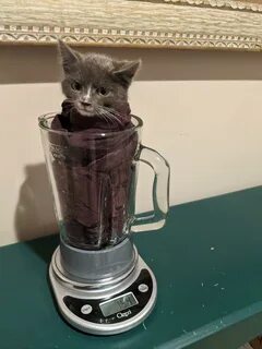 Cat in blender