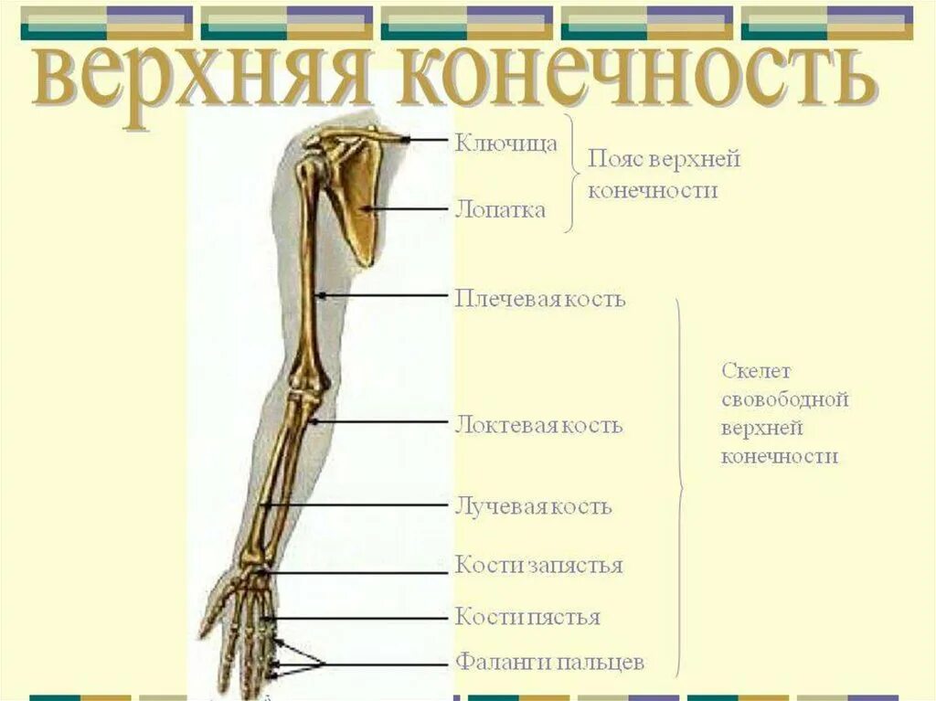 Соединение костей верхних конечностей Тип и примеры. Скелет верхней конечности человека биология 8 класс. Последовательность расположения костей верхней конечности. Кости скелета верхней конечности таблица. В скелет верхних конечностей входит