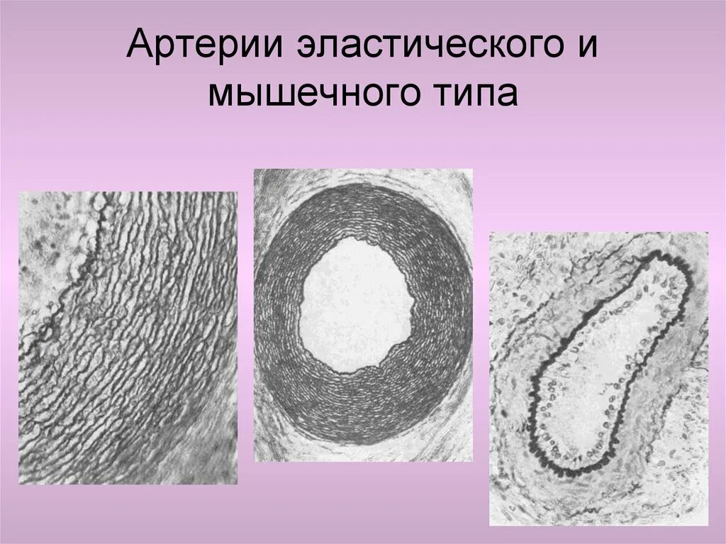 Анатомия артерий - презентация онлайн