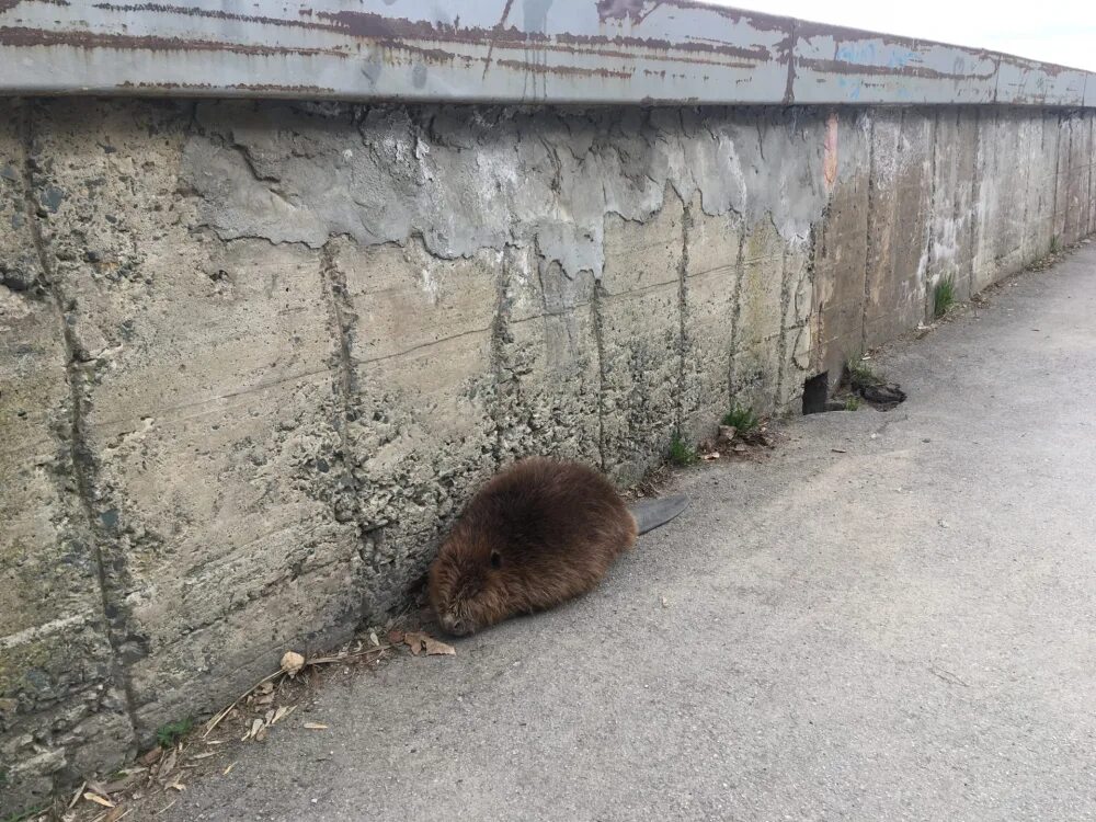 Достать бобра