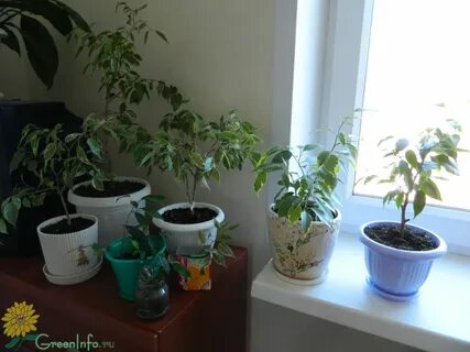 Растение плохо растет
