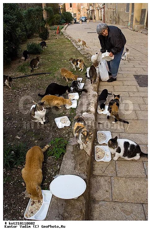 Женщина кормит кошек. Бабушка кормит кошек. Старушка кормит кошек. Кормить бездомных кошек. Бабушка кормит кота на улице.