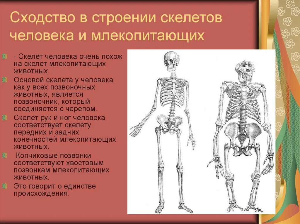 Выберите особенности строения скелета изображенного на рисунке. Скелет человека. Сходство строения скелета человека и животных. Сходство скелета человека и млекопитающих. Сходство строения скелета человека и млекопитающих животных.