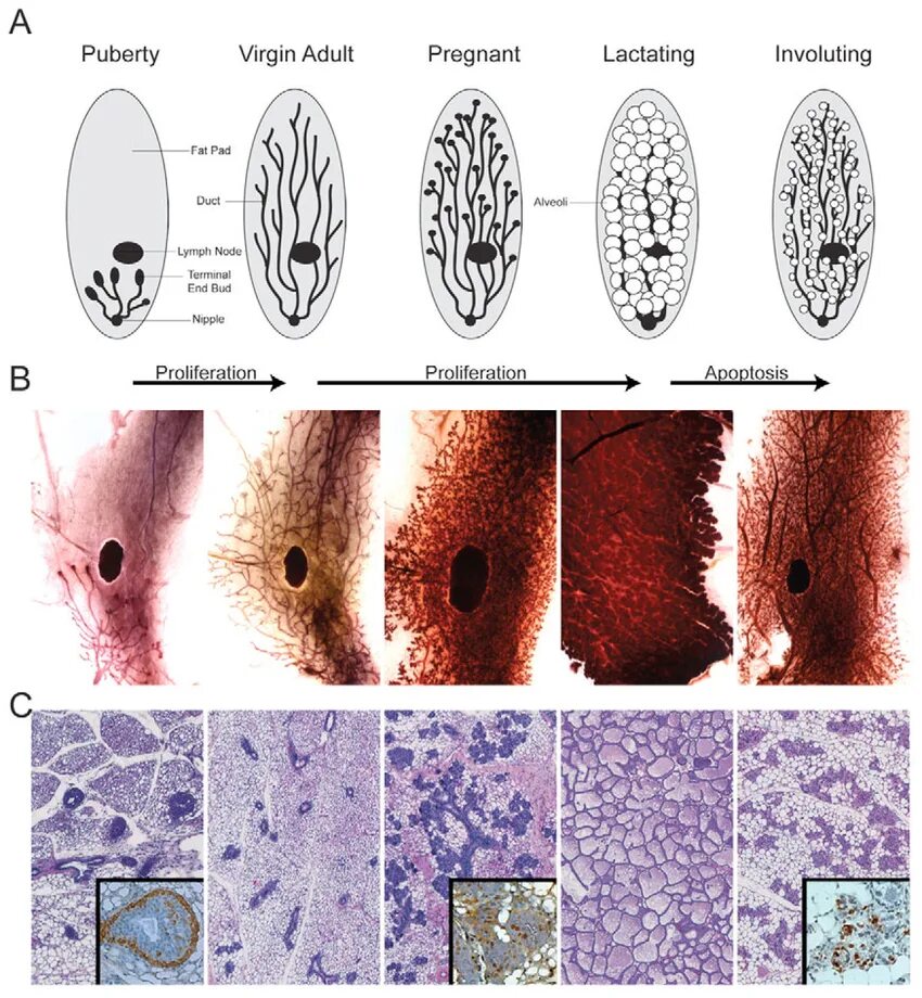 Loss virginity. Mammary Gland Embryology. Canine mammary Gland Anatomy. Types of virginity Hyments.