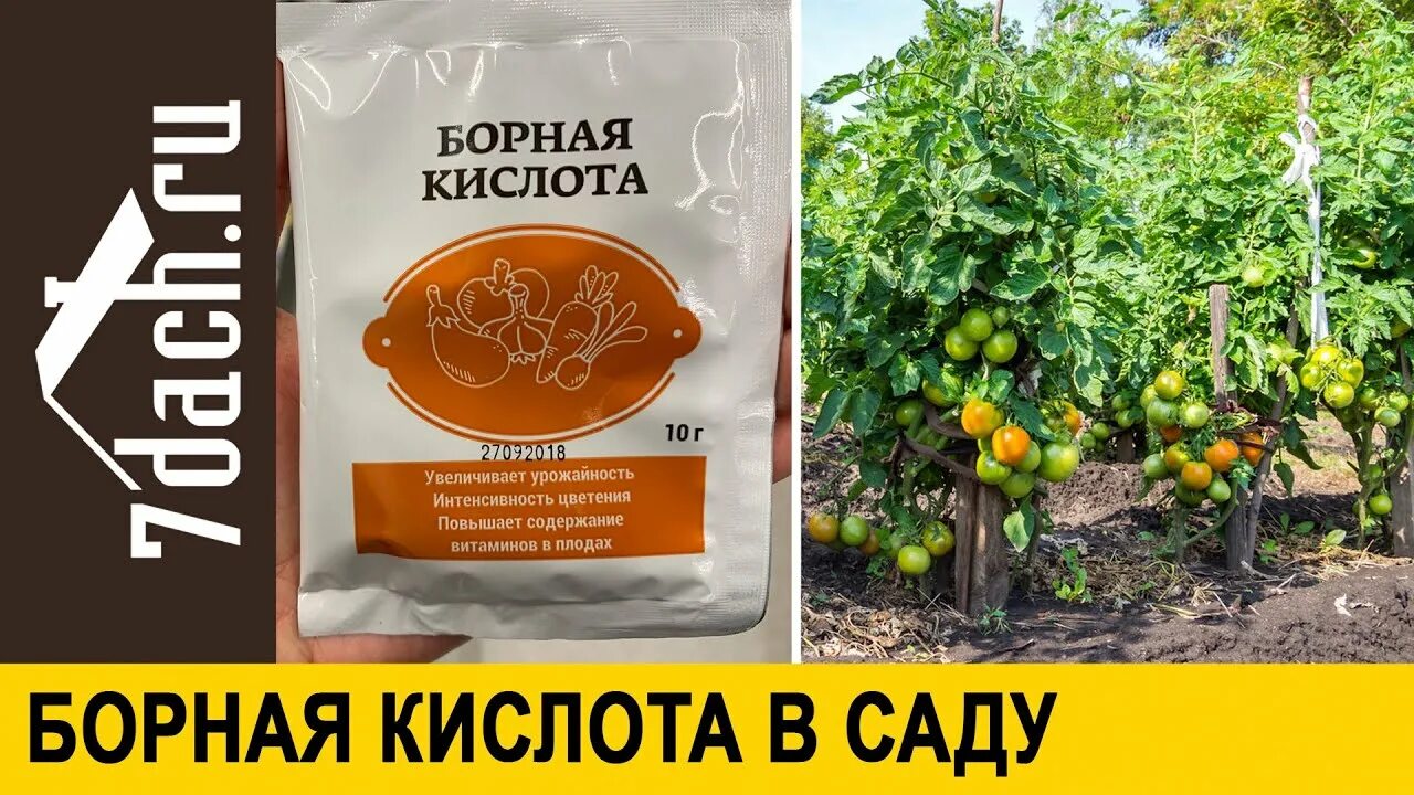 Можно ли опрыскивать завязи огурцов борной кислотой. Борная кислота для растений. борная кислота для томатов. корневая подкормка томатов борной кислотой. борная кислота для томатов фото.