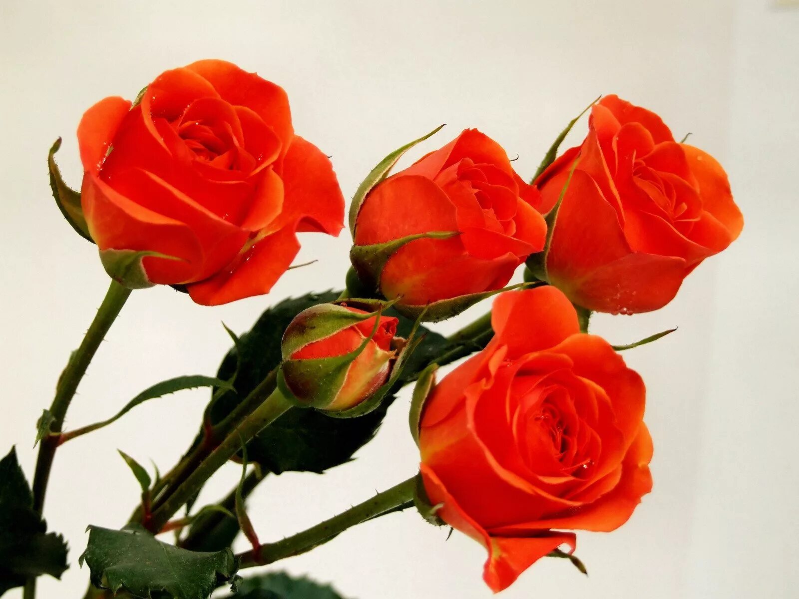 Розы 3 цветка. Розы морковного цвета. Оранжевые розы. Три розы. Три оранжевые розы.