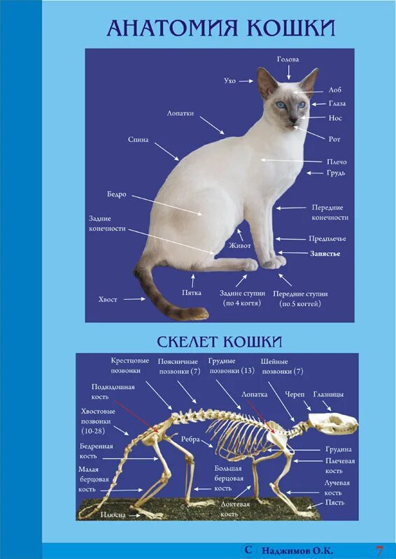 Внешнее строение кошки 7 класс. Анатомия кошек ветеринария внутренних органов. анатомия кошек ветеринария скелет. внутреннее строение кошки. анатомическое строение кошки.