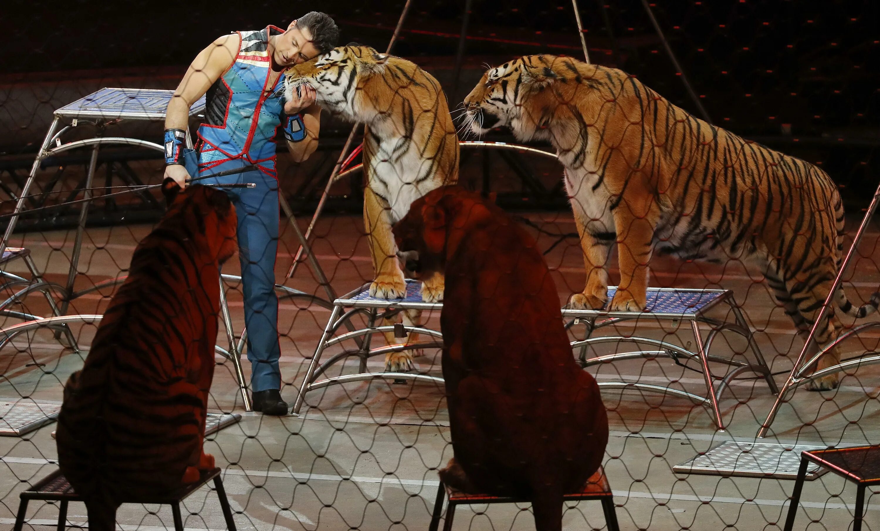 Укротитель миров слушать. Тигр в цирке. Львы и тигры в цирке. Цирк бенгальские тигры. Цирк отели тиграми.