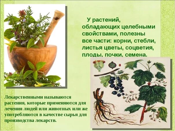 Растения обладающие лекарственными свойствами. Свойства растений. Растения которые обладают лечебными свойствами. Растения, обладающие целебными свойствами.