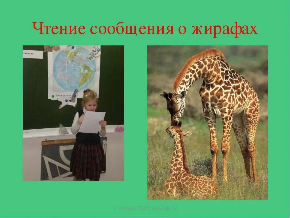 интересные факты о животных жарких стран. окружающий мир 1 класс животные жарких районов. рассказ о животных жарких стран. окружающий мир 1 класс животные жарких районов. животные жарких районов для 1 класса окружающий мир.