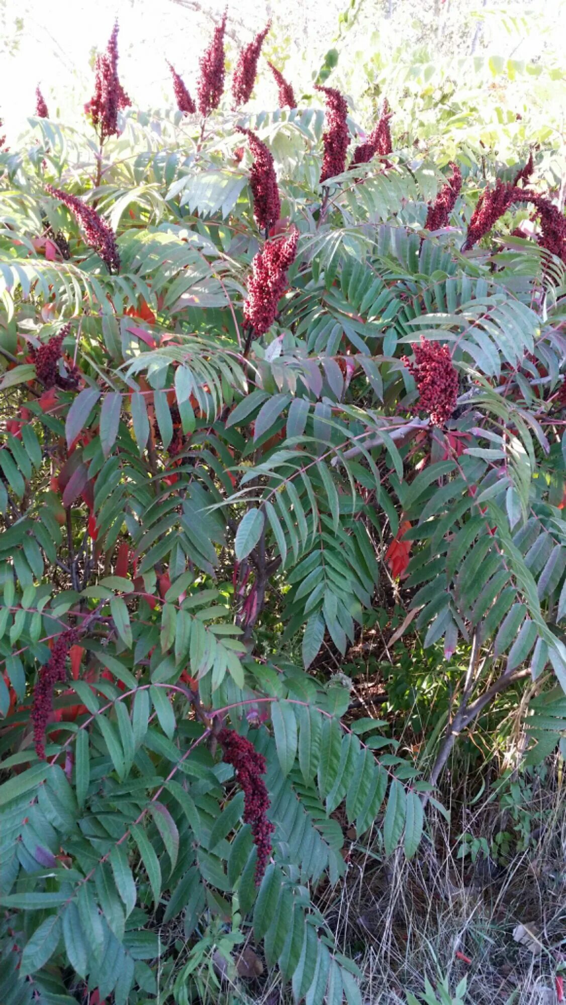 Сумах пушистый оленерогий уксусное дерево. Сумах Rhus typhina. Сумах оленерогий уксусное. Сумах оленерогий уксусное дерево.