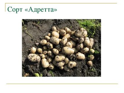 Характеристики сорта адретта