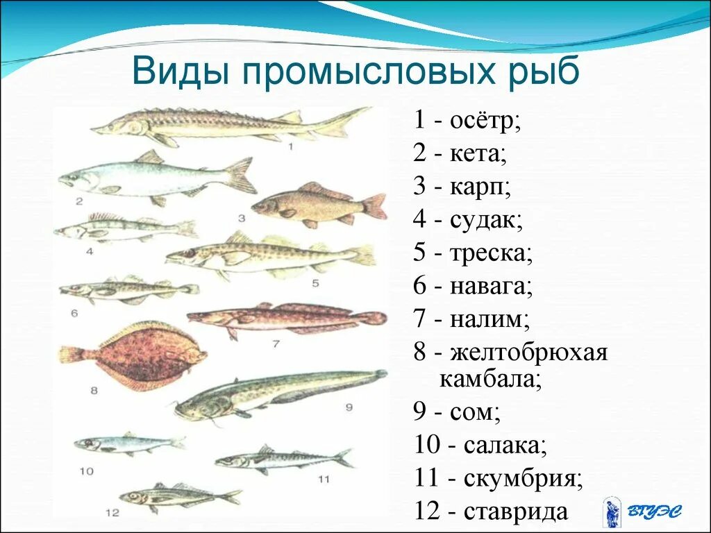 Семейств важнейших промысловых рыб. Семейства промысловых рыб таблица. Морская рыба названия. Рыбы морские и Пресноводные.