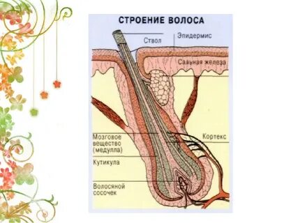 Из чего состоит волосяной покров