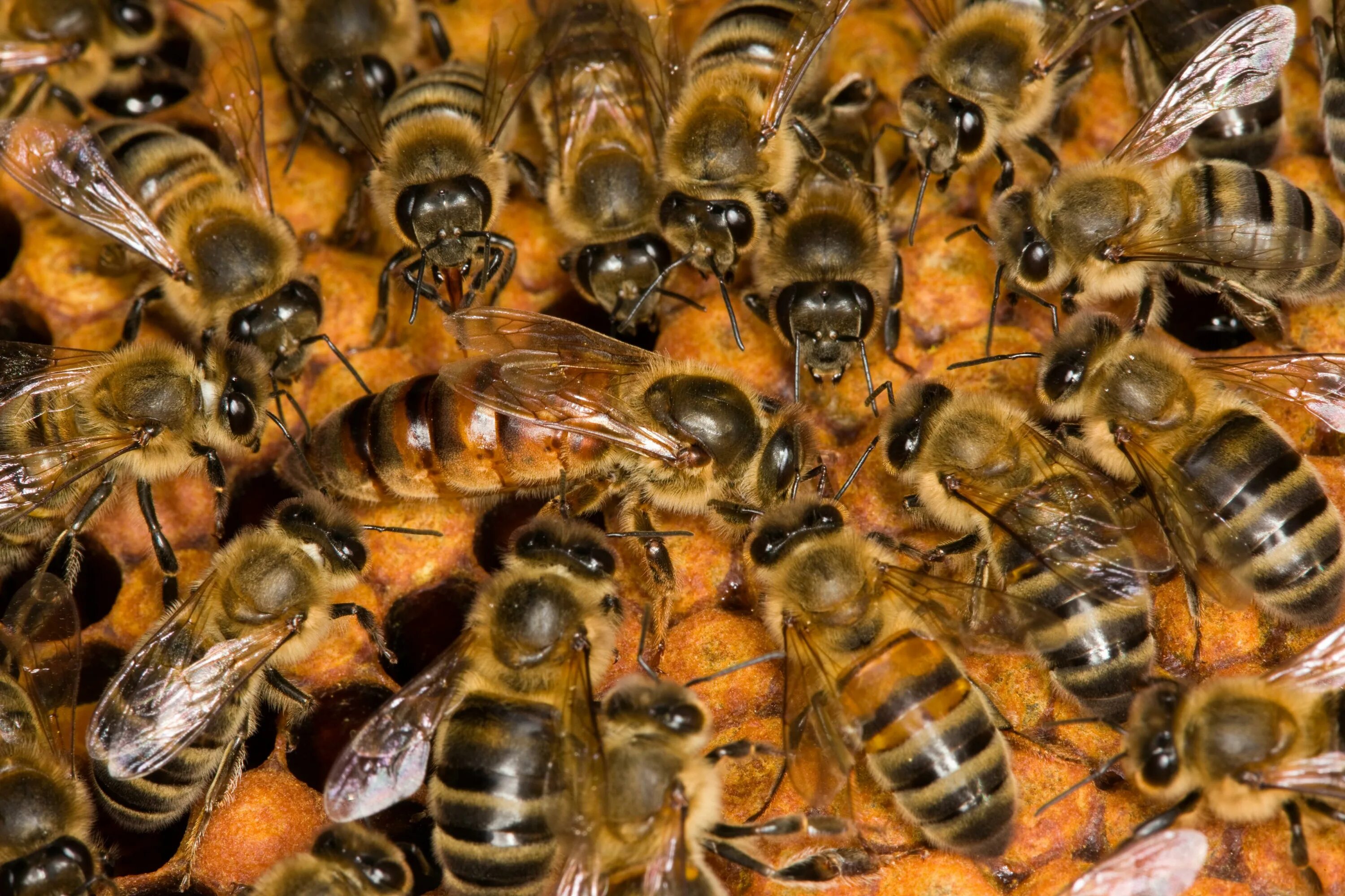 Купить семью пчел. Пчела Карпатка. Пчелиная матка. Матка пчелы. Пчелиная семья.