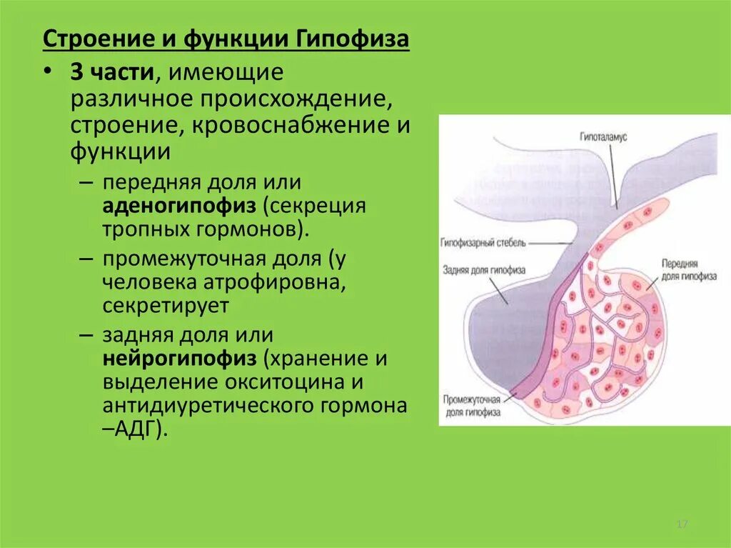 Гипофиз строение и функции. Гипофиз роль в организме. Выполняемые функции гипофиза