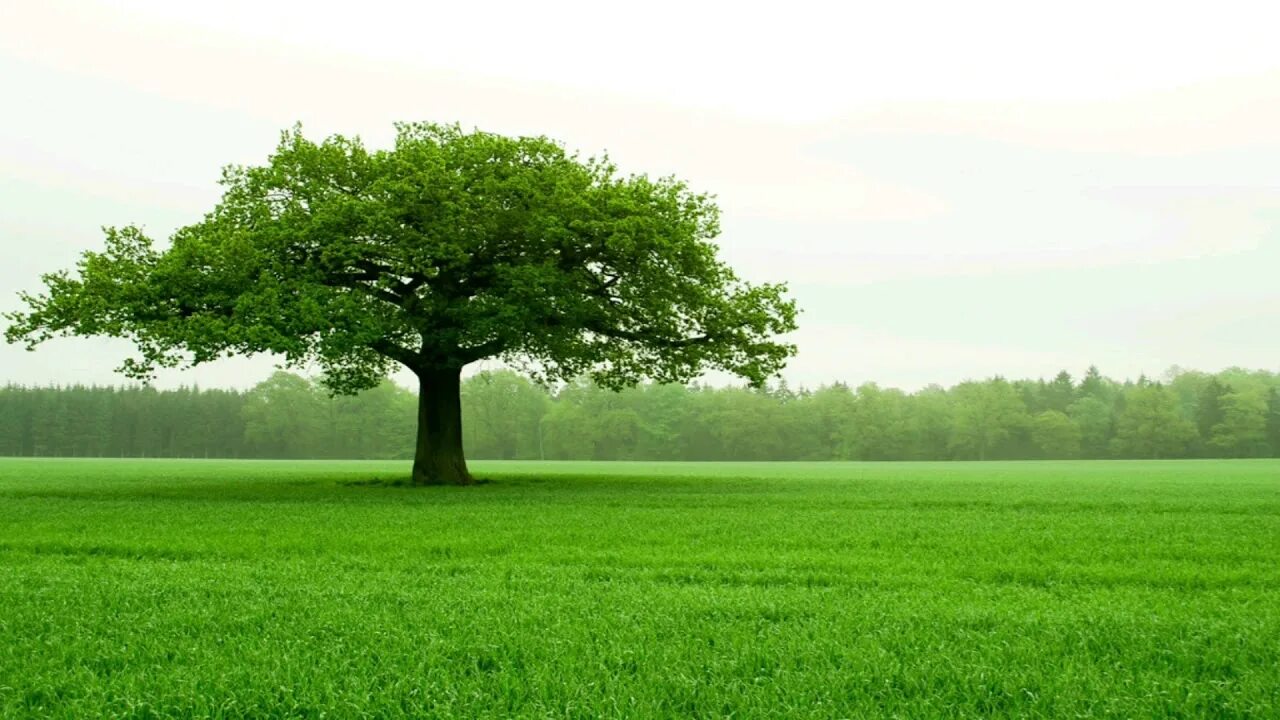 Красивое поле. Поле с 1 деревом. Поле с 1 деревом. Одинокое дерево в поле. Дерево в поле.