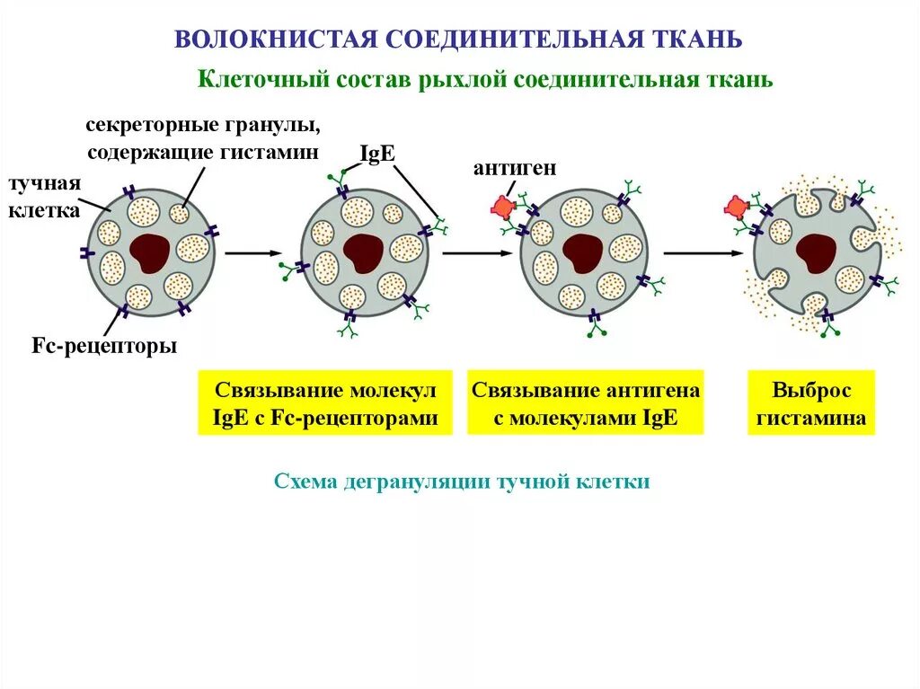 Тканевые антигены. Дегрануляция тучных клеток схема. Тучная клетка схема. Клеточный состав соединительной ткани. Тучные клетки гистамин.