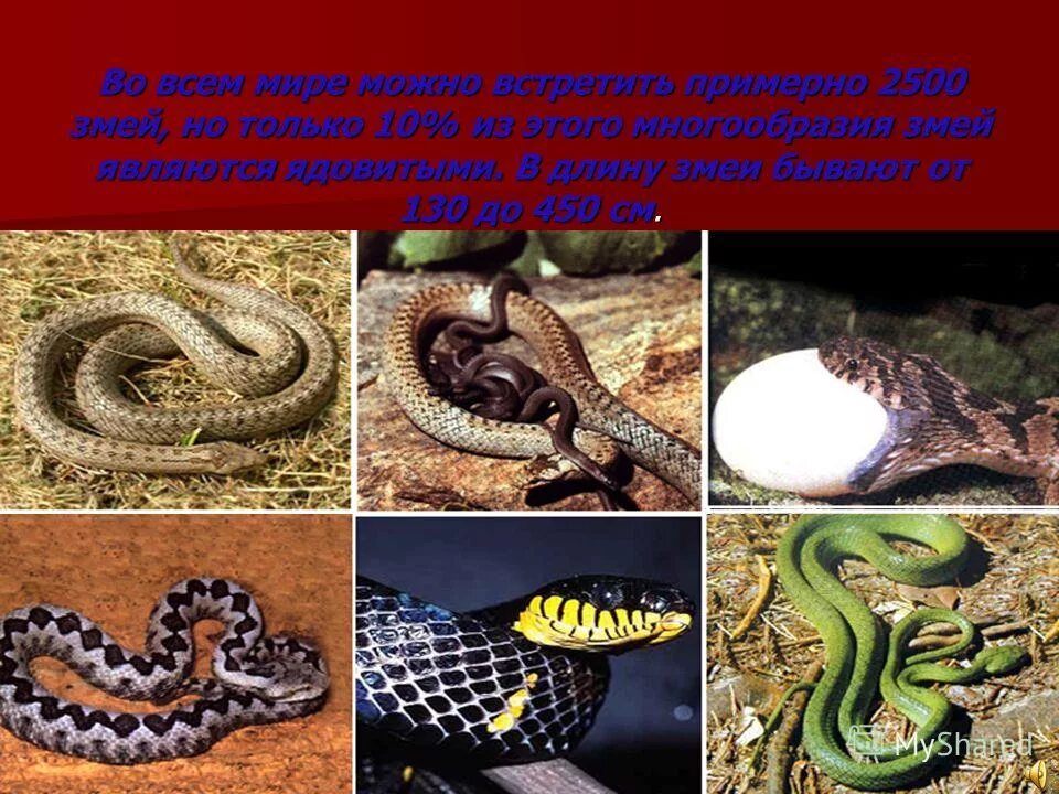 тест какая ты змея