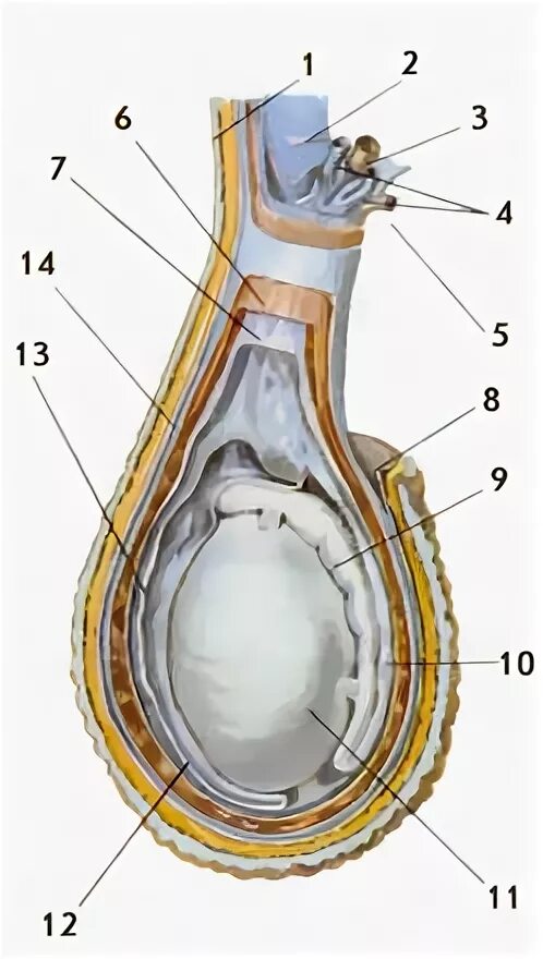 Сагиттальный разрез яичка. Оболочки яичек у мужчин анатомия. Топография яичка анатомия. Строение левого яичка. Яички мужчин цена