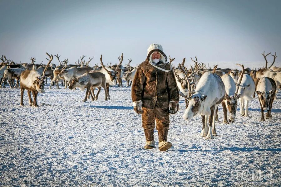 Оленеводы якутии. Оленеводство в Якутии. Якуты оленеводы. Оленеводство в Сахе.