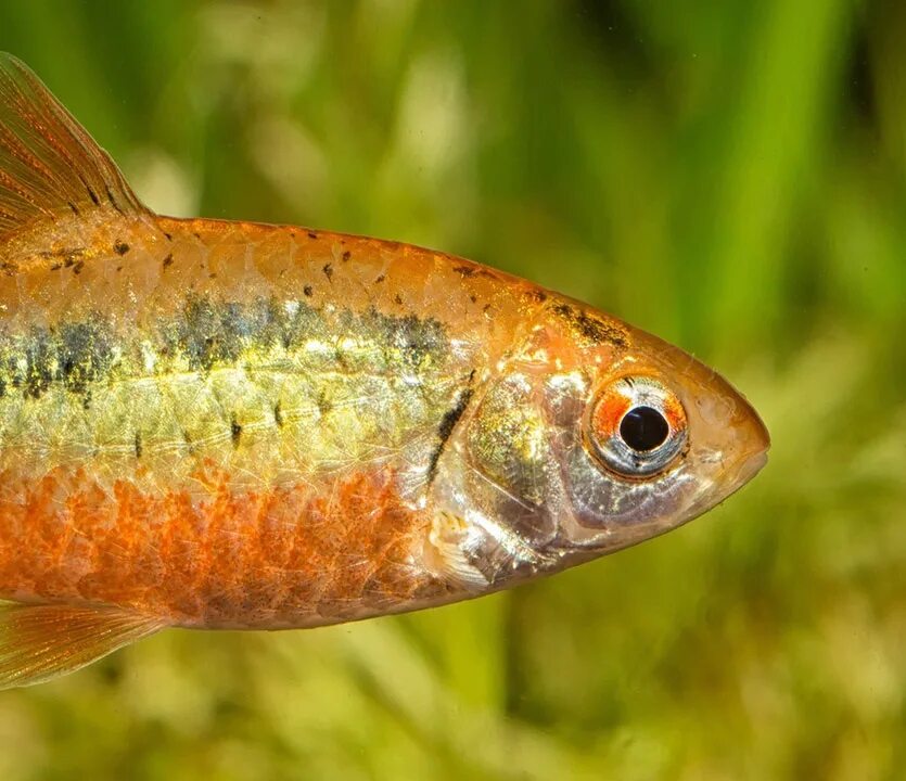 Барбус семифасциолятус. Барбус зеленый Puntius semifasciolatus. Барбус оранжевый. Барбус пятнистый.