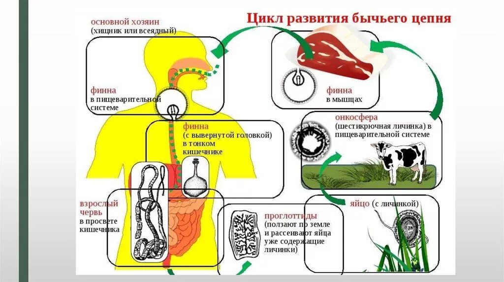Образ жизни бычьего цепня. Цикл развития бычьего цепня рисунок. Цикл развития цепня схема 13. Рисунок схема развитиябычего цепня. Цикл развития бычьего цепня схема из учебника.