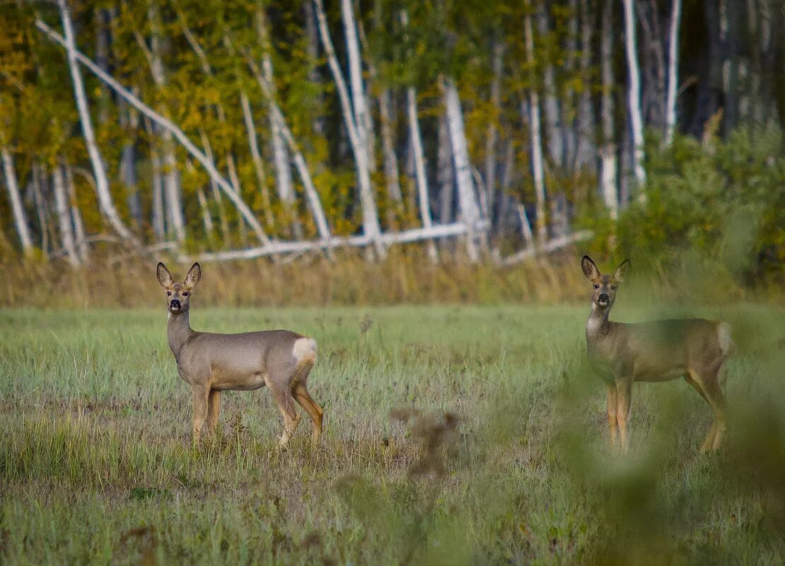 кулико́во — село калачинского района омской области. карагачская степь оренбургская область. лошади на природе.