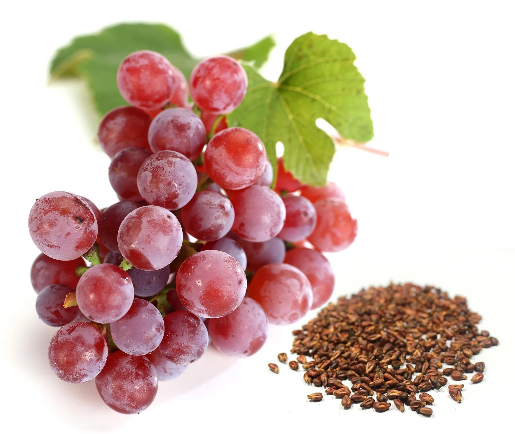 Кожура винограда. Grape Seed extract. Виноградная косточка. Косточки винограда. Виноградные семена.